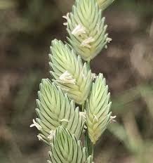 Image result for Eragrostis gummiflua