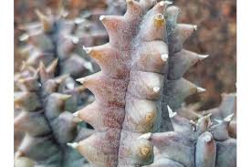 Image result for Huernia kirkii
