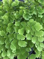 Image result for Adiantum schweinfurthii