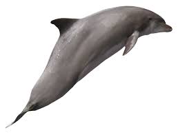 Dolphin Png Image Color Palette Dolphins Animals