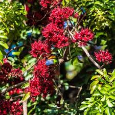 Image result for Schotia capitata