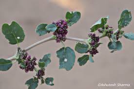 Image result for Zaleya