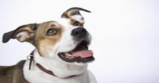 Why Does My Dog Do That A Closer Look At Canine Quirks Dogs Dog Eating Canine