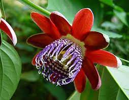 Perfumed Passion Flower 8 Seeds Seed Passiflora Alata Hirts Seed Vines Groundcovers Passion Flower Flower Seeds Unusual Flowers