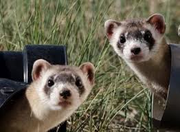 Ferrets in particular can be challenging due to their carnivorous dietary requirements and their inquisitive natures. How To Take Care Of A Ferret Pet Life Today