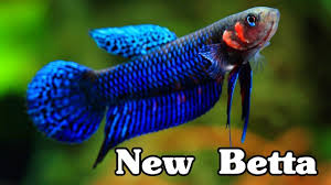 Unboxing My First Wild Betta Fish Betta Mahachai