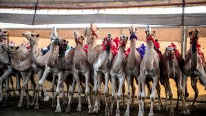 Israeli Tech Savvy Prevents Camel Crashes In The Desert - Israel21C