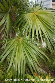 Image result for Coccothrinax
