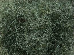 The speed master interior upholstery brush is packed with thousands of genuine horse hair bristles that gently clean leather, vinyl, cloth, and plastics. 100 Curl Horse Tail Hair Is Used For Padding