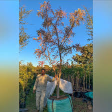 Image result for Kirkia