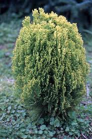 Image result for Platycladus