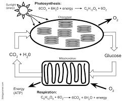 Photosynthesis And Respiration Model Photosynthesis Photosynthesis And Cellular Respiration Biology Worksheet