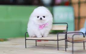 There can be a huge difference in looks/type in pomeranians depending on their breeding. Where Do We Get Mini Pomeranian In Kerala Miniature Pomeranian Puppies For Sale Angamaly Free Classifieds We Do Realize That You Adopted This Pomeranian So We Are Proud Of You For Taking The Responsibility Of Caring For This Dog And We Realize