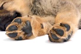 A good guess can be made by considering the bloodlines norms and the size of the puppies parents. Do German Shepherd Puppies Have Big Paws World Of Dogz