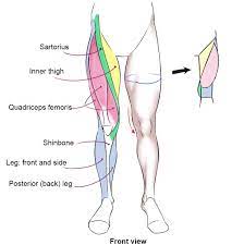 Vector illustration of leg muscle injury with rupture at different stages isolated on background. Muscles Of The Human Body Art Rocket
