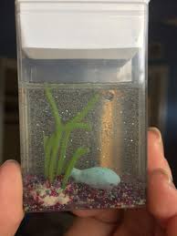 Check spelling or type a new query. Resin Tic Tac Box Aquarium Crafty Amino