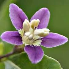 Image result for Scadoxus pole-evansii