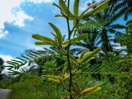 Image result for Mimosa pigra
