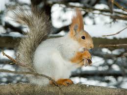 Tiere haben aufgrund der niedrigen temperatur im winter eine andere süße tiere paarhufer tiere des waldes. 37 Winter Hintergrundbilder Tiere Besten Bilder Von Ausmalbilder