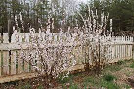 We did not find results for: Edible Landscaping Nanking Cherry Bushes New Life On A Homestead Edible Landscaping Garden Shrubs Edible Garden