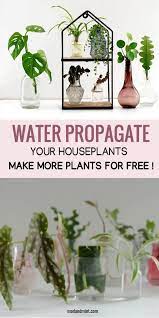 How To Water Propagate Plants And Make New Plants For Free Video Video Plants Plants Grown In Water Propagating Plants