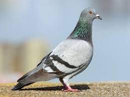 Pigeon believes in preserving and nurturing the qualities that make each baby special. Rock Pigeon Identification All About Birds Cornell Lab Of Ornithology