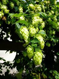 Se trata de una flor cargada de resinas que darán amargor y aromas a la cerveza. Fotos Cosecha De Lupulo Libres De Regalias Pxfuel