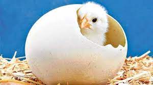 Telur ayam tidak bisa keluar. Mau Tahu Saat Menetas Bagaimana Anak Ayam Pecahkan Telurnya Sains Menjawab Sriwijaya Post