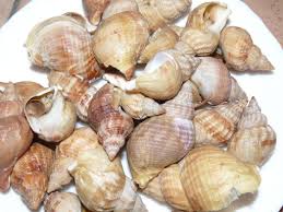 Cuisson Des Bulots Recette De Cuisson Des Bulots Marmiton Cuisson Escargot Palourde Recette Cuisine Poisson