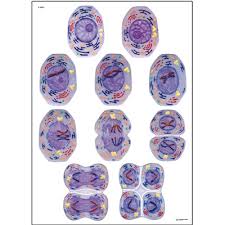 cell division ii chart meiosis