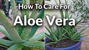 Aloe vera or cactus juice. A Plant With Purpose How To Care For Aloe Vera Joy Us Garden Youtube