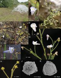 Image result for Genlisea