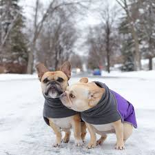 Unlike some other breeds, which can be bred to shed less, french bulldogs cannot. Just A Couple Of French Bulldogs Stealing Our Hearts In Their Winter Coats 3 Keep Your Pups Warm Chec Bulldog Breeds Pets Dogs Breeds French Bulldog Puppies