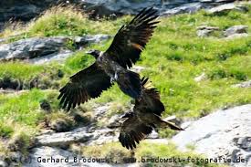 Der bartgeier (gypaetus barbatus), früher fälschlich. Bartgeier Steckbrief Verbreitung Brutzeit Lebensraum Bilder Referat
