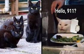 White Cat Meme Hello 911