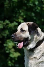 Kangal Suru Koruma Kopegi Portre Buyuk Kopek Guzel Gurur Asil Safkan Kopek Gorkemli Guzellik Pikist