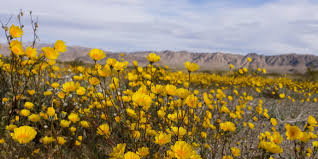 The wild flowers are just beginning to really go into show mode. The 10 Best Places To See Wildflowers In The Us 2020 Jetsetter