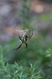 Most predators are carnivores and will not distinguish between what you think are good and bad insects, but as long as you keep providing food. Garden Spider A Welcome Friend Or A Scary Foe