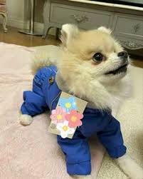Dalam video, anjing bernama kaori tersebut selalu meraung jika sang pemilik mengatakan jika dirinya gemuk, tak hanya itu kaori juga tampak sedih jika dirinya dibilang gendut. 54 Ide Guguk Di 2021 Anjing Anjing Pomeranian Anjing Lucu