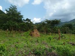 Landschaft im westen der elfenbeinküste: Ghana Reiseinformationen Reiseziele Reisen Ghana