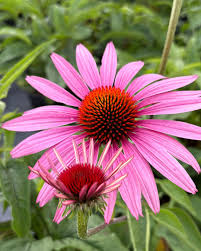 Image result for Echinacea purpurea `Magnus`