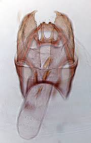 Image result for Stigmella arbusculae