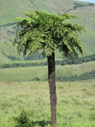 Image result for Cyathea thomsonii
