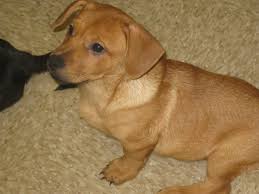 Corgi puppies for sale albany ny. Albany Ny Corgi Meet Percy A Pet For Adoption