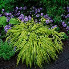 Golden Japanese Forest Grass Finegardening Shade Plants Plants Ornamental Grasses