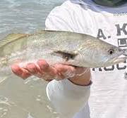 Common Fish Species, Limits, and Other Regulations for Surf ...