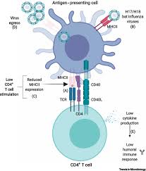 La gripe de las aves o gripe 'aviar' es una enfermedad infecciosa originada por el virus de la gripe tipo a. Bat Influenza Viruses Making A Double Agent Of Mhc Class Ii Trends In Microbiology