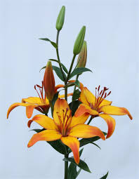 Name Giraffe Lily Day Lilies Lily Flower Beautiful Rose Flowers