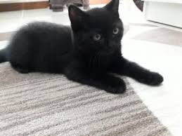 Siyah Kedi Isimleri Kizlarsoruyor