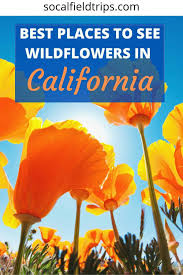 The fall we were in south america we saw them bloom there (their spring time). 20 Places To See Wildflowers Near Los Angeles Updated For 2021 Socal Field Trips